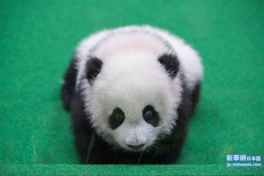 （新华视界）（1）马来西亚出生的第二只大熊猫宝宝首次公开亮相