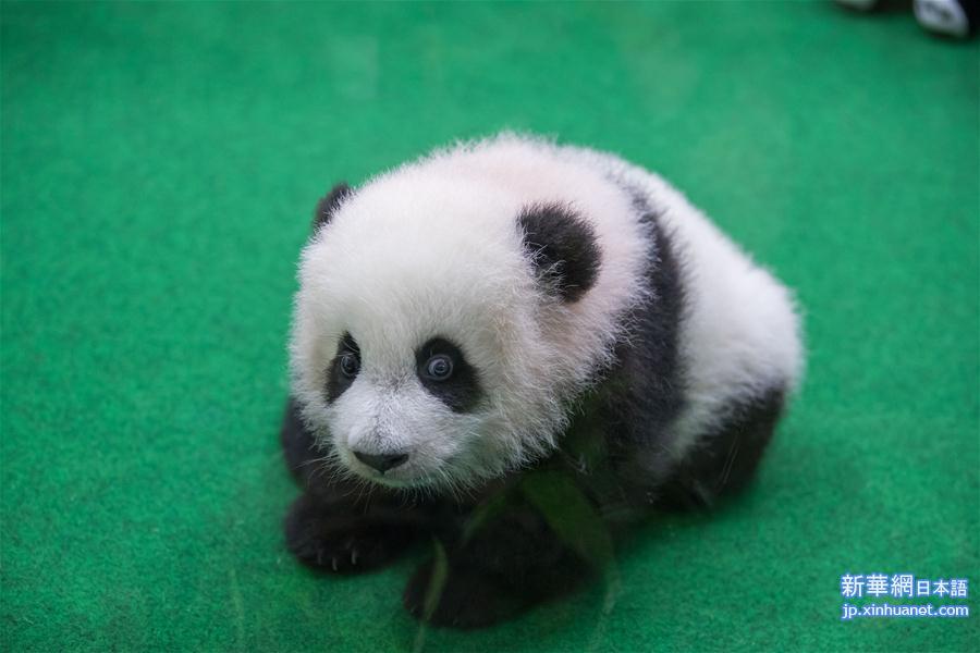 （新华视界）（3）马来西亚出生的第二只大熊猫宝宝首次公开亮相