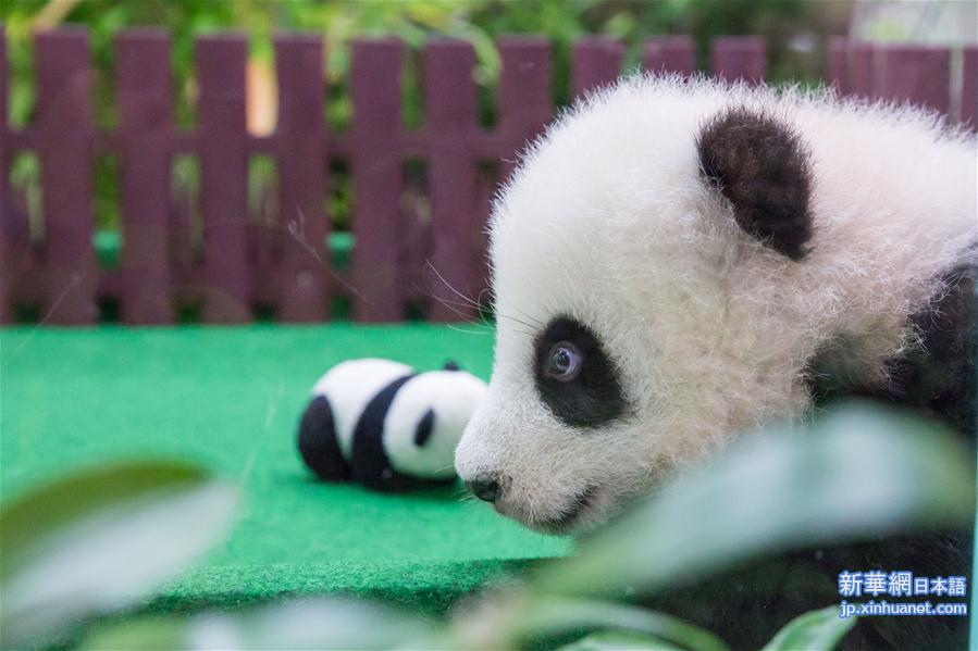 （新华视界）（4）马来西亚出生的第二只大熊猫宝宝首次公开亮相
