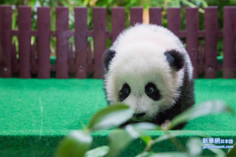 （新华视界）（6）马来西亚出生的第二只大熊猫宝宝首次公开亮相