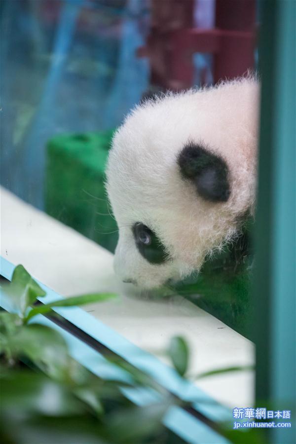 （新华视界）（7）马来西亚出生的第二只大熊猫宝宝首次公开亮相