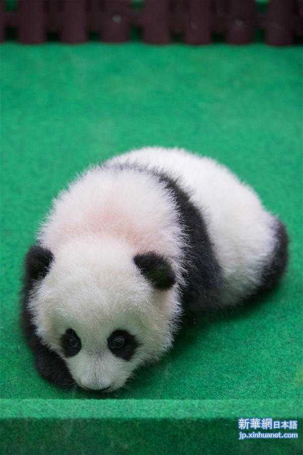 （新华视界）（8）马来西亚出生的第二只大熊猫宝宝首次公开亮相