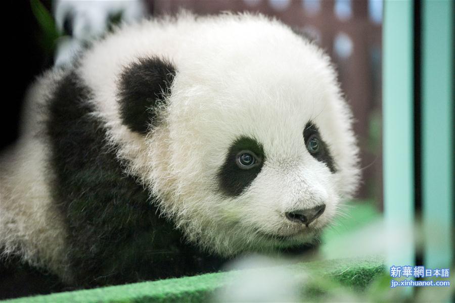 （新华视界）（10）马来西亚出生的第二只大熊猫宝宝首次公开亮相