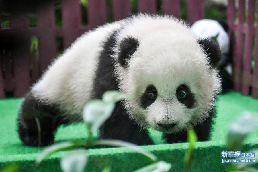 （新华视界）（11）马来西亚出生的第二只大熊猫宝宝首次公开亮相