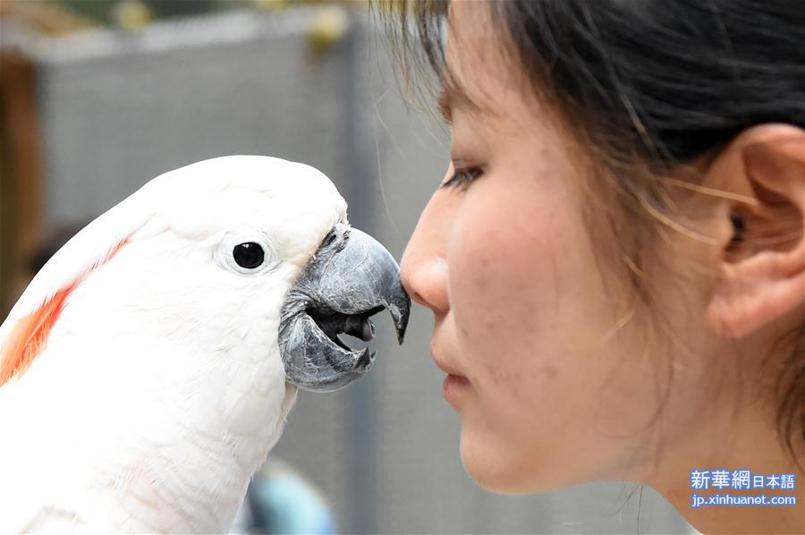 （社会）（5）重庆动物园鹦鹉苑开园 人鸟亲密接触