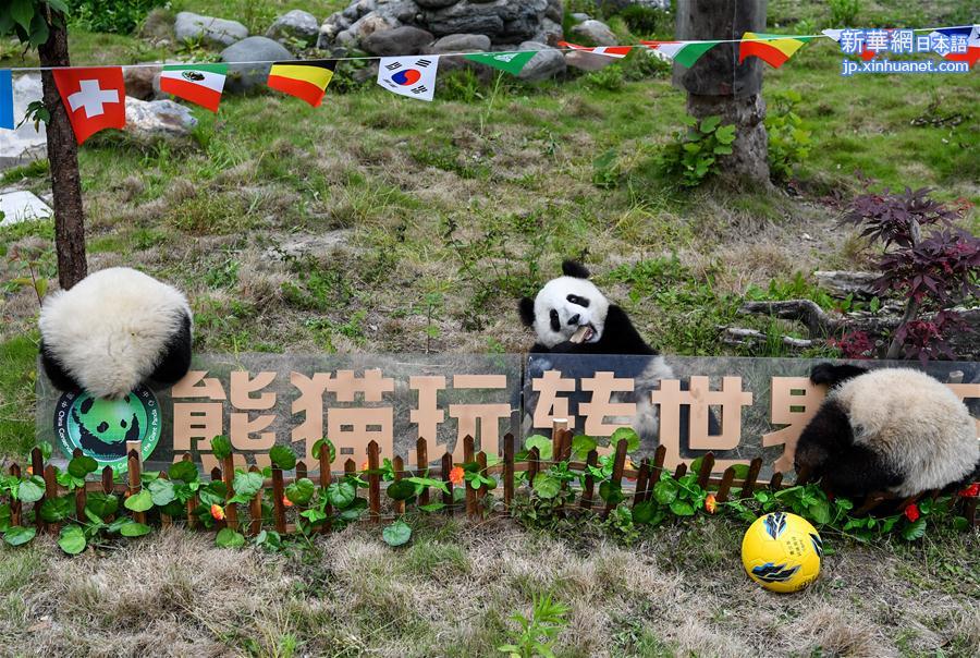（新华视界）（1）熊猫“足球赛” 助威世界杯