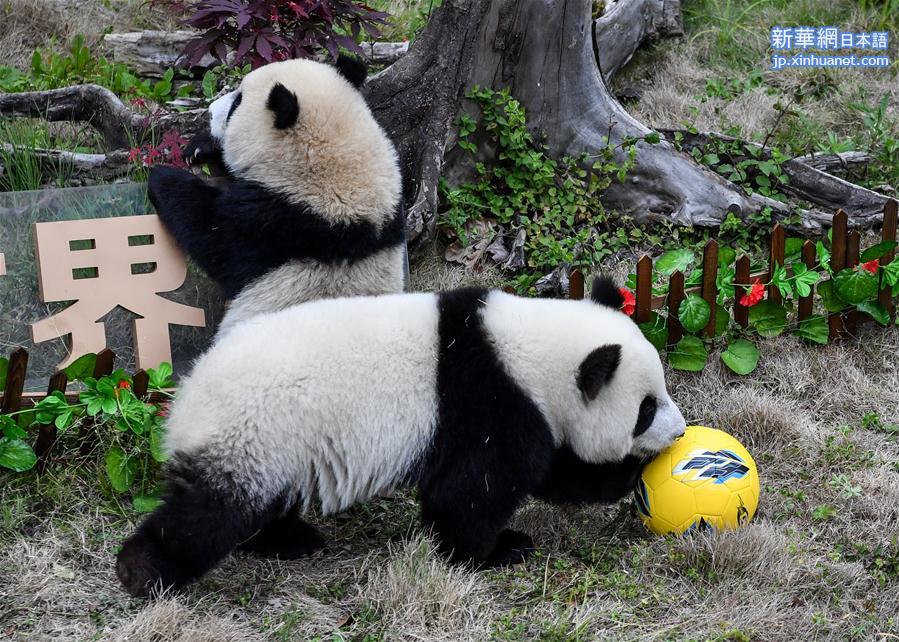 （新华视界）（3）熊猫“足球赛” 助威世界杯