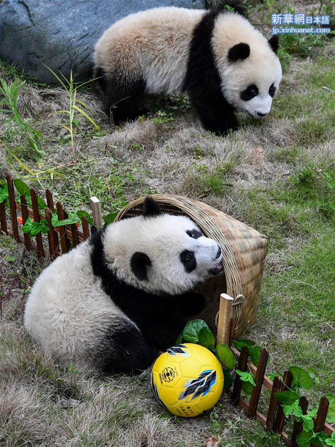 （社会）（4）熊猫“足球赛” 助威世界杯