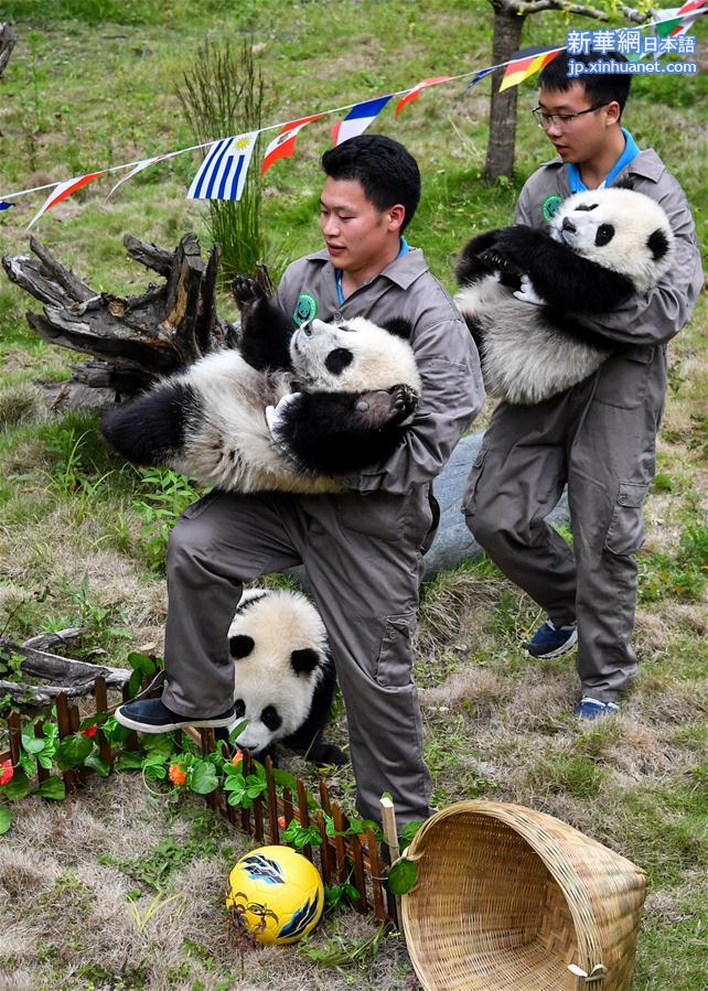 （社会）（3）熊猫“足球赛” 助威世界杯