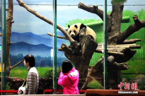 パンダの「圓仔」が5歳に　台湾動物園が特製バースデーケーキ準備
