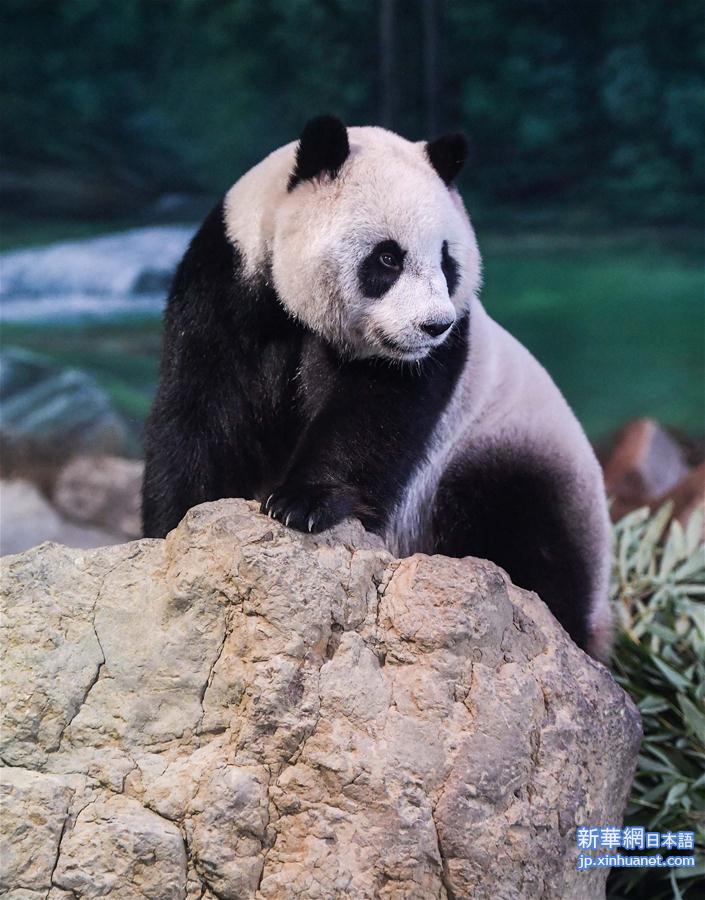 （社会）（1）台北：大熊猫“圆仔”迎来5岁生日