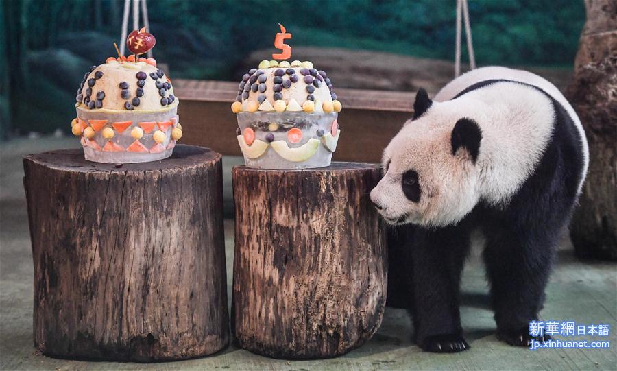 （社会）（2）台北：大熊猫“圆仔”迎来5岁生日