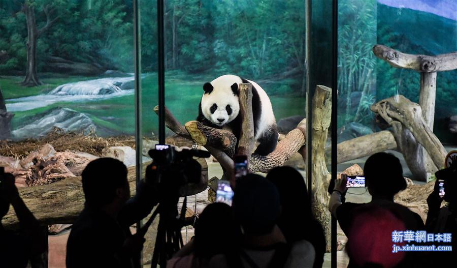 （社会）（3）台北：大熊猫“圆仔”迎来5岁生日