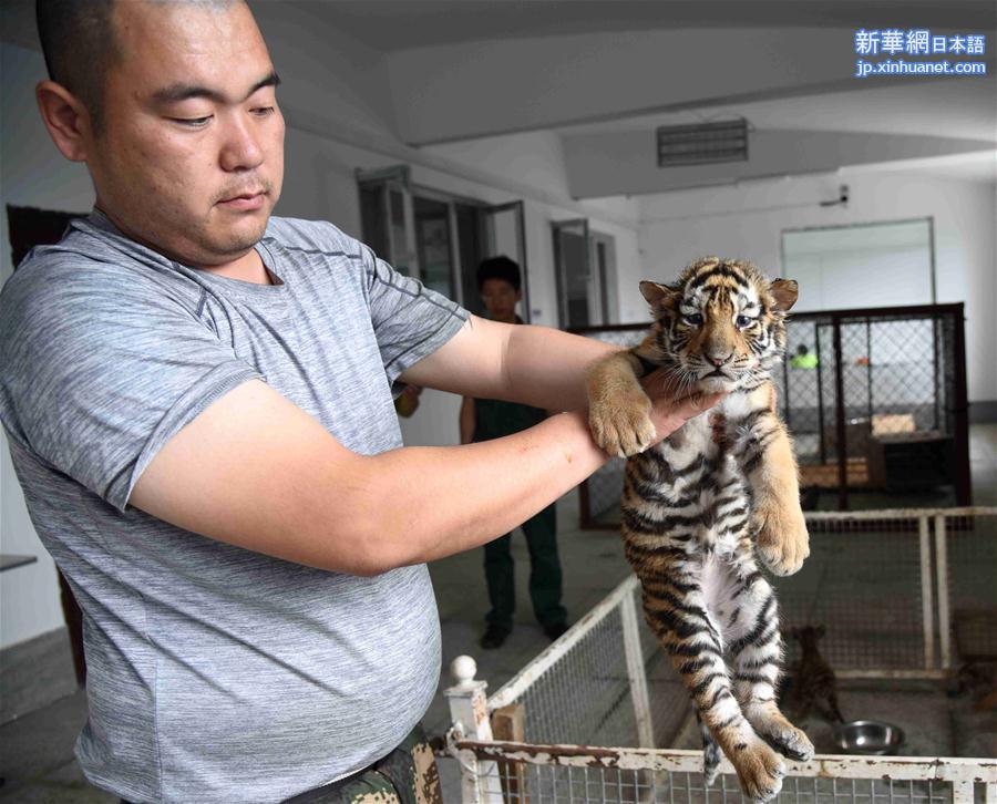 （新华全媒头条·图文互动）（13）王者归来终可期——中国人工饲养繁育保护东北虎纪实