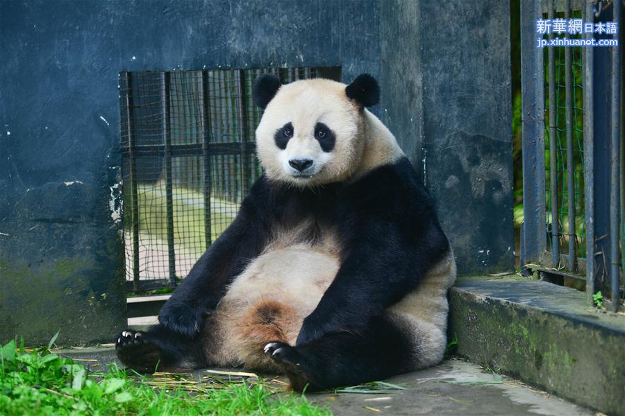 （图文互动）（1）中国大熊猫保护研究中心大熊猫野外引种项目首次迎来双胞胎宝宝