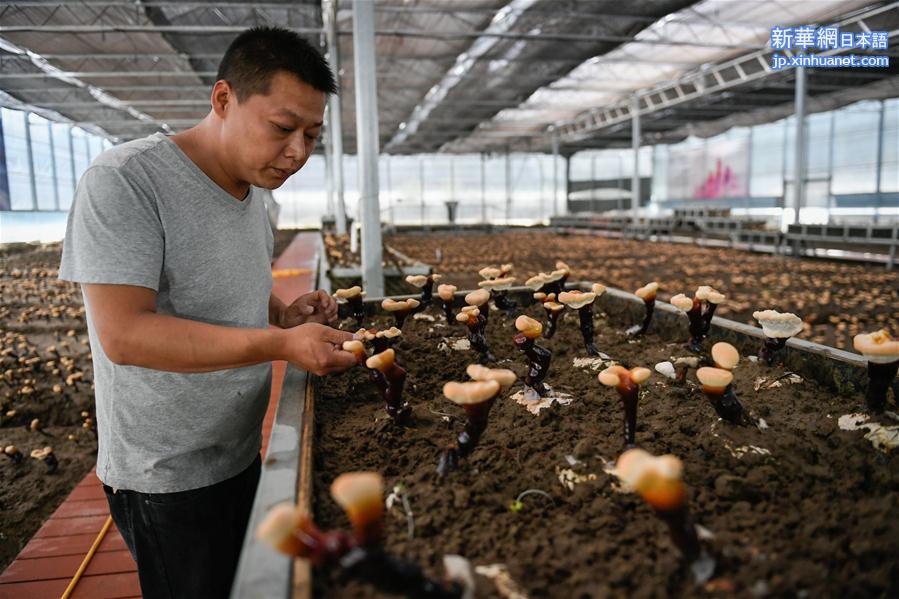 （经济）（1）西藏林芝人工栽培白灵芝初获成效