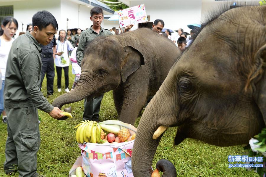 （社会）（3）云南西双版纳举办世界大象日活动