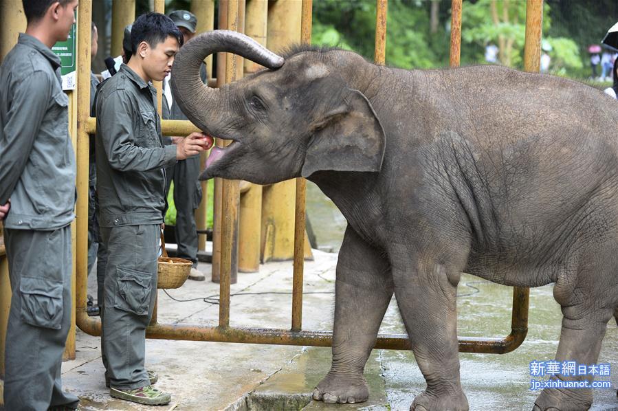 （社会）（4）云南西双版纳举办世界大象日活动