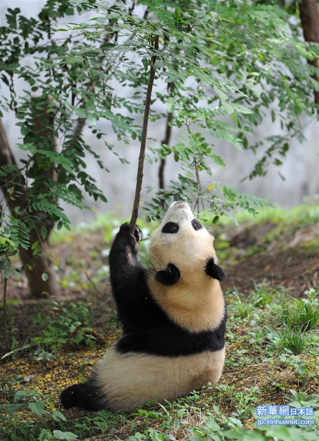 （社会）（2）熊猫初长成