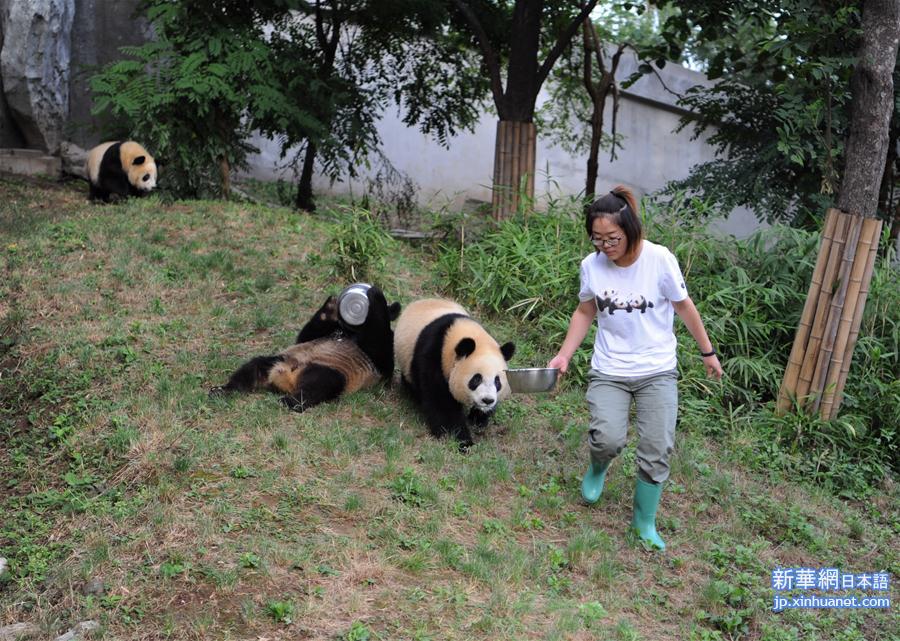 （社会）（4）熊猫初长成