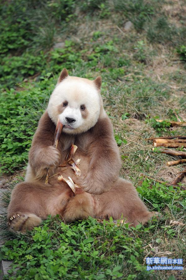 （XHDW·图文互动）（2）秦岭棕色大熊猫：“弃仔”到“七仔” 命运大不同
