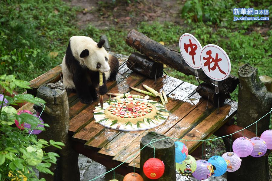 （社会）（1）重庆：手工月饼送给大熊猫