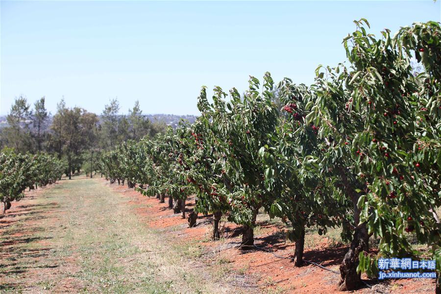 （国际·图文互动）（3）探访澳大利亚百年“樱桃之都”