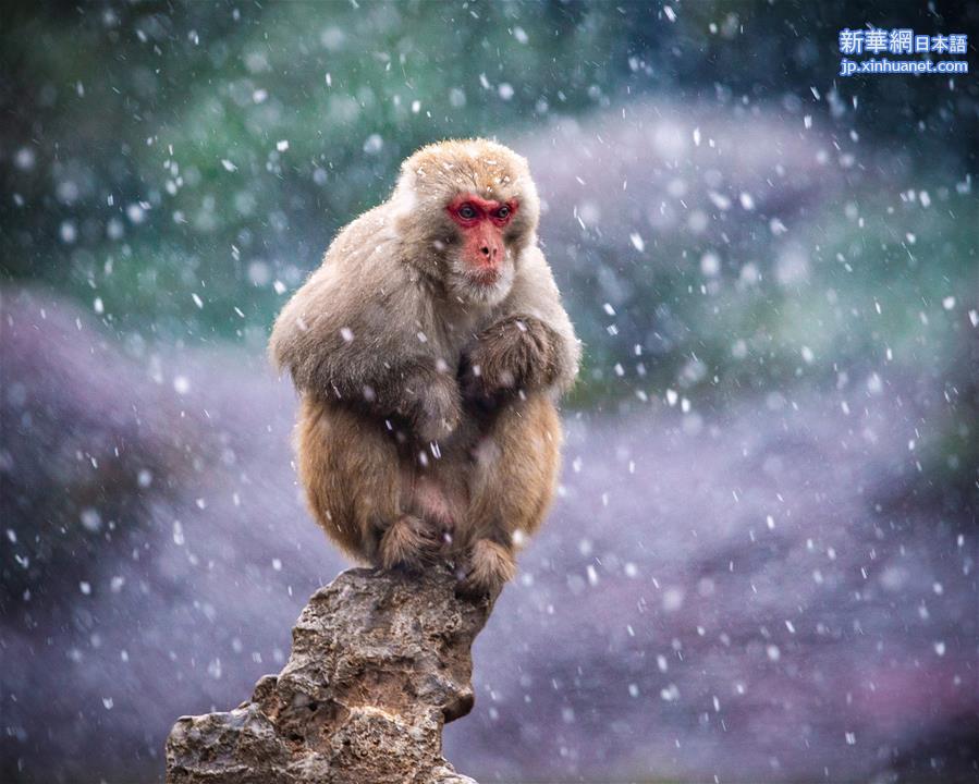 #（新华视界）（2）猕猴赏雪