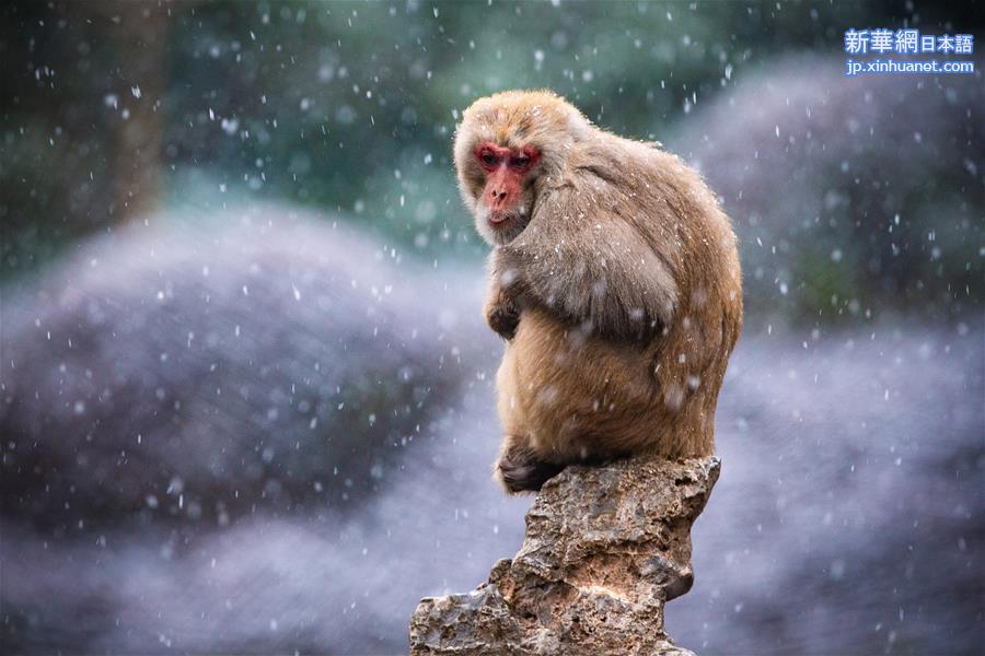 #（新华视界）（5）猕猴赏雪