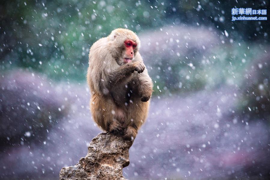#（新华视界）（6）猕猴赏雪