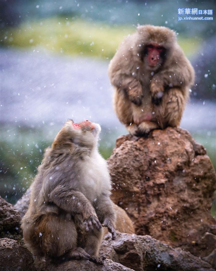 #（新华视界）（3）猕猴赏雪