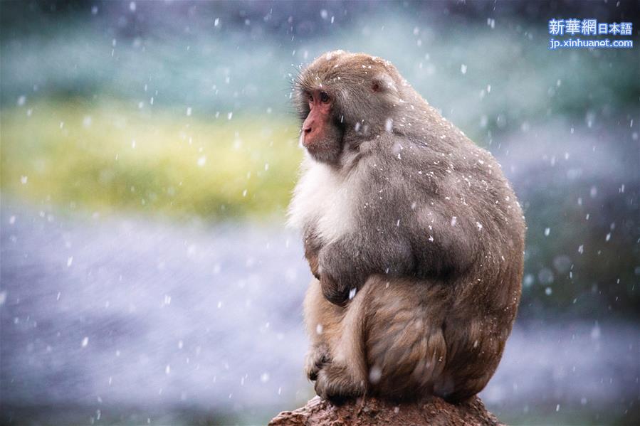 #（新华视界）（8）猕猴赏雪