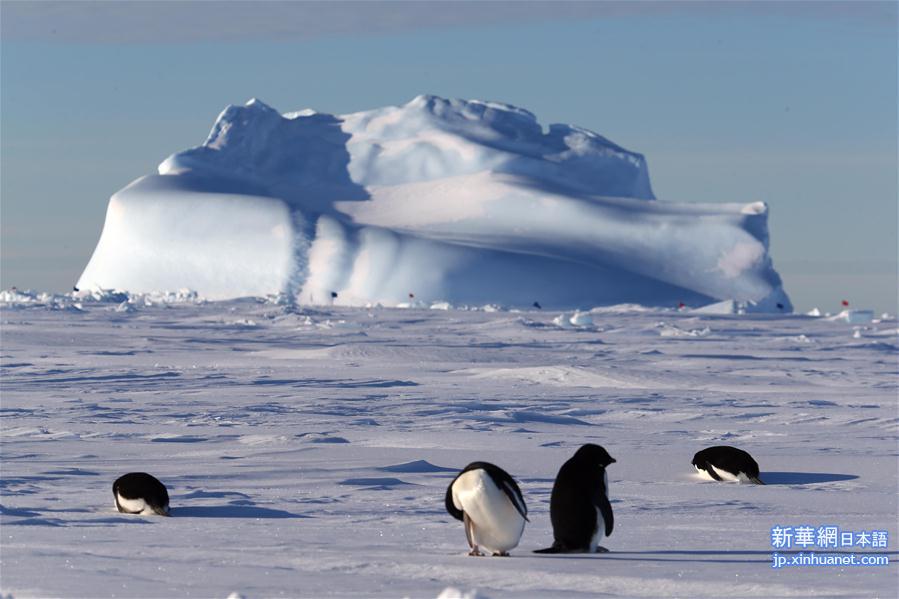 （“雪龙”探南极）（3）“雪龙”号船边的南极企鹅