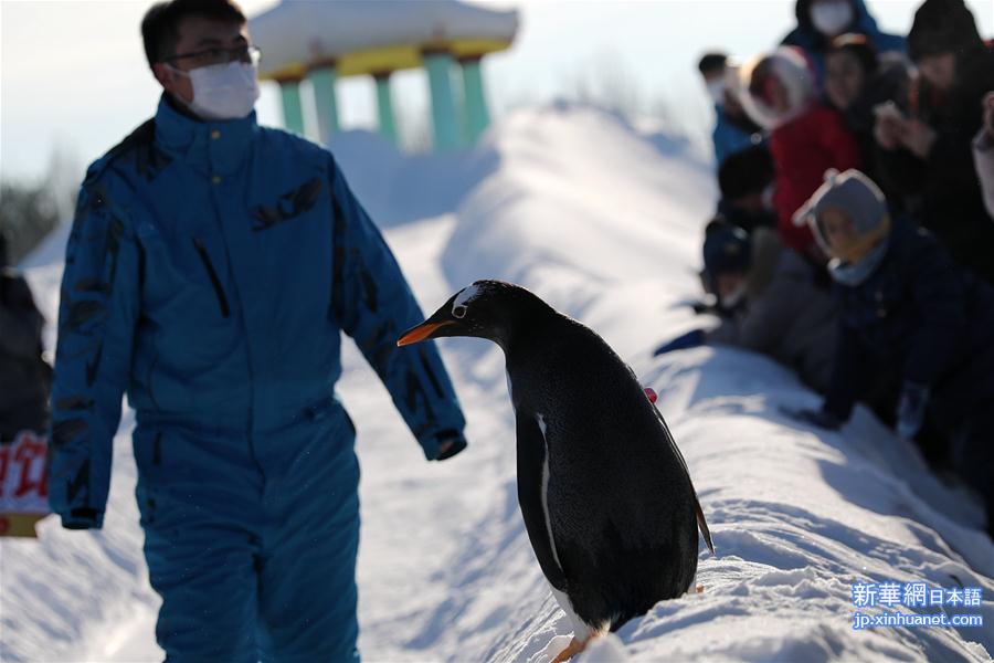 （社会）（3）冰城哈尔滨 企鹅玩雪萌