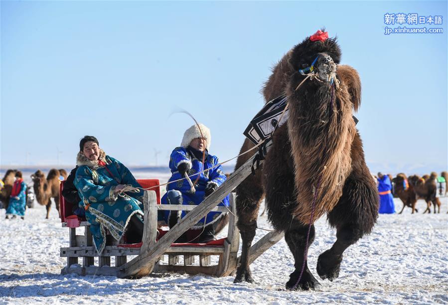 （新华视界）（4）内蒙古：克什克腾旗举办骆驼文化节