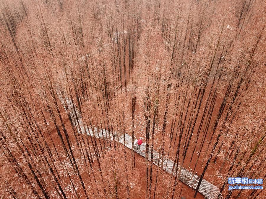 #（新华视界）（2）雪后杉林别样美