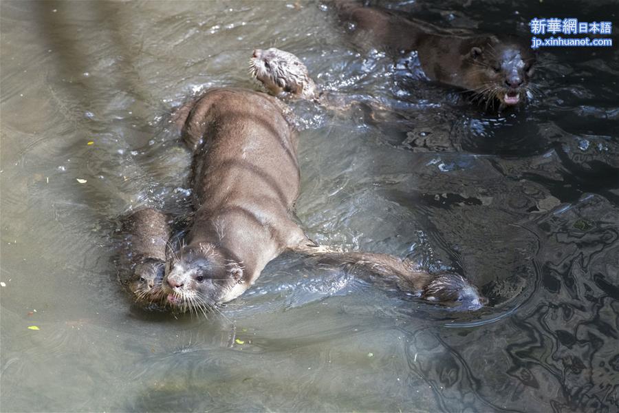 （新华视界）（1）小江獭学游泳