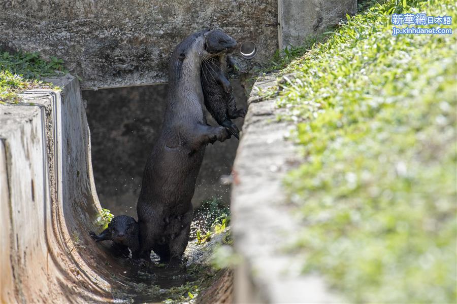 （新华视界）（2）小江獭学游泳