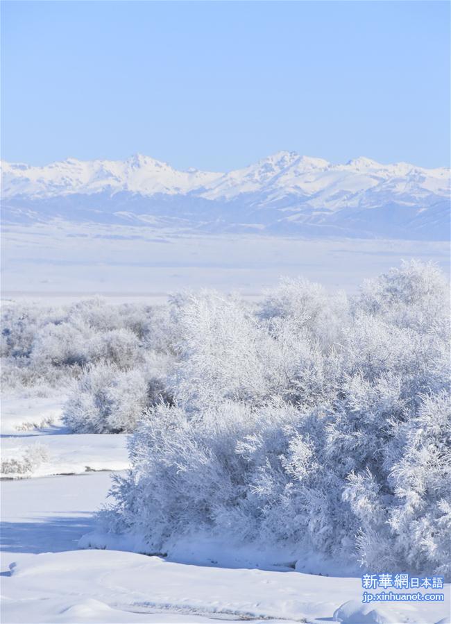 （冬季美丽生态）（2）新疆昭苏：冰雪胜境