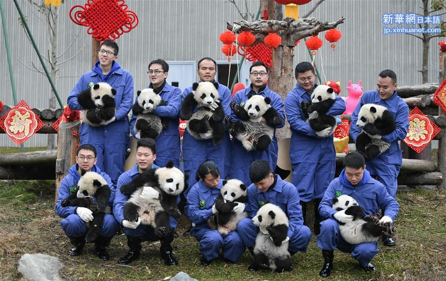 （社会）（7）大熊猫宝宝贺新春