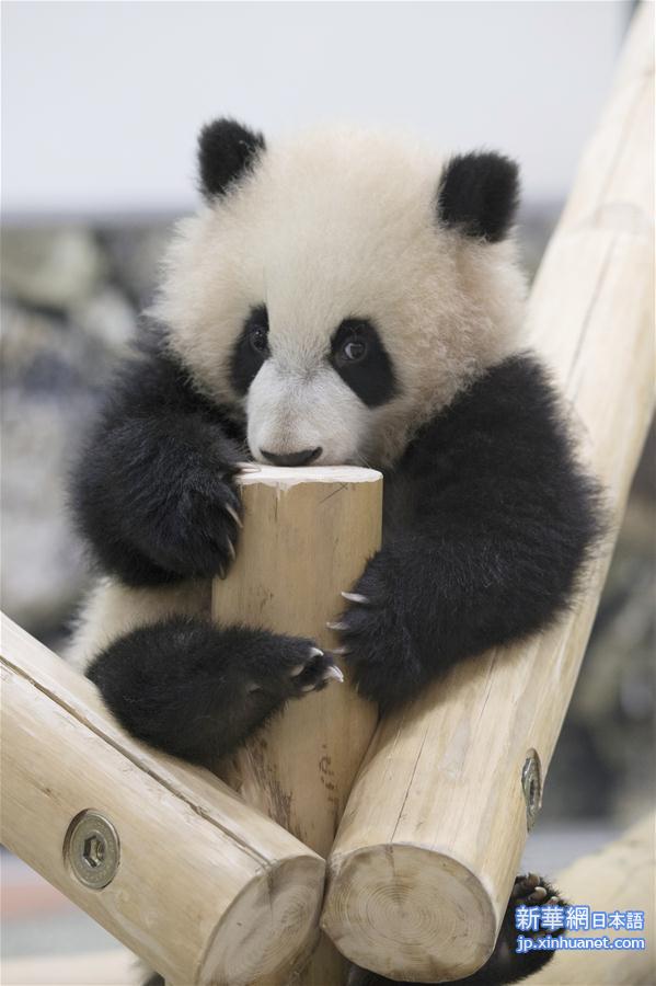 （国际）（1）大熊猫“彩浜”：我半岁了！ 