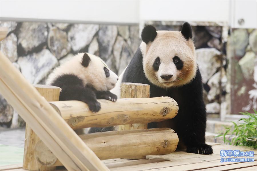 （国际）（3）大熊猫“彩浜”：我半岁了！ 