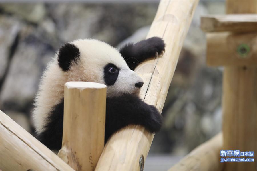 （国际）（5）大熊猫“彩浜”：我半岁了！ 