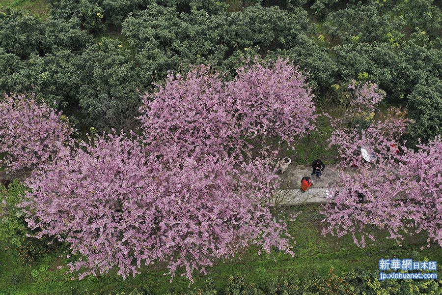 #（环境）（4）重庆北碚：春暖樱花开