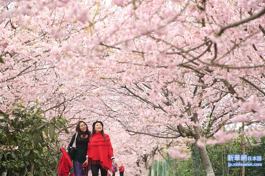 #（环境）（5）重庆北碚：春暖樱花开