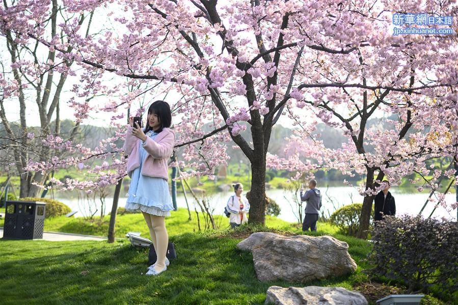（社会）（5）武汉东湖樱花节开幕