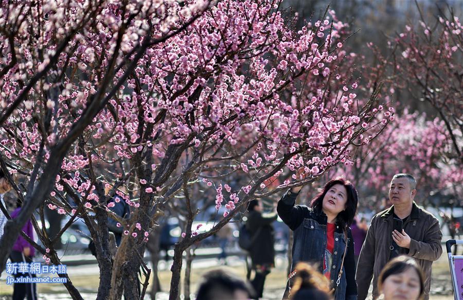 （环境）（2）北京：春意盎然