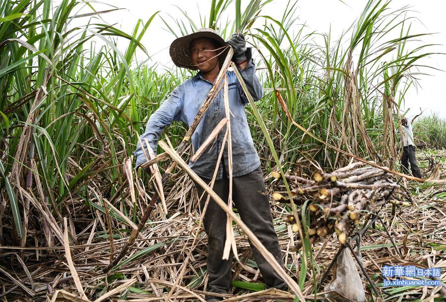 （经济）（3）钦州：抢收甘蔗备春种