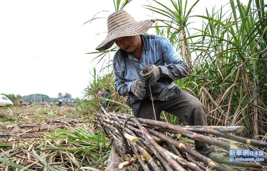 （经济）（4）钦州：抢收甘蔗备春种