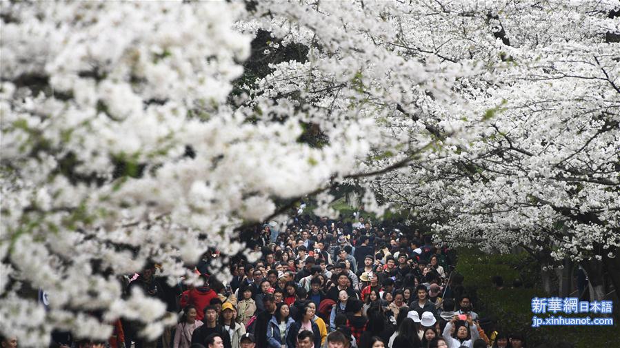 （社会）（1）武汉大学：樱花引客来